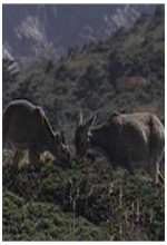 Roe Deers Of Mount Halla  afişi