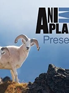 Animal Planet Presents (2013) afişi