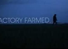 Factory Farmed (2008) afişi