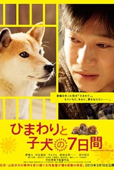 Himawari ve Yavrularının 7 Günü