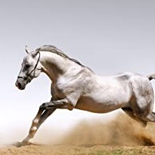 Horse (2022) afişi