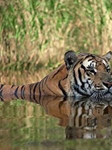 Land of the Tiger (1985) afişi