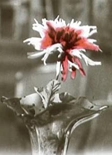 Le chrysanthème rouge (1912) afişi