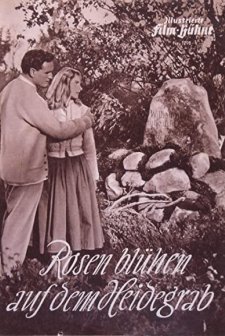 Rosen Blühen Auf Dem Heidegrab