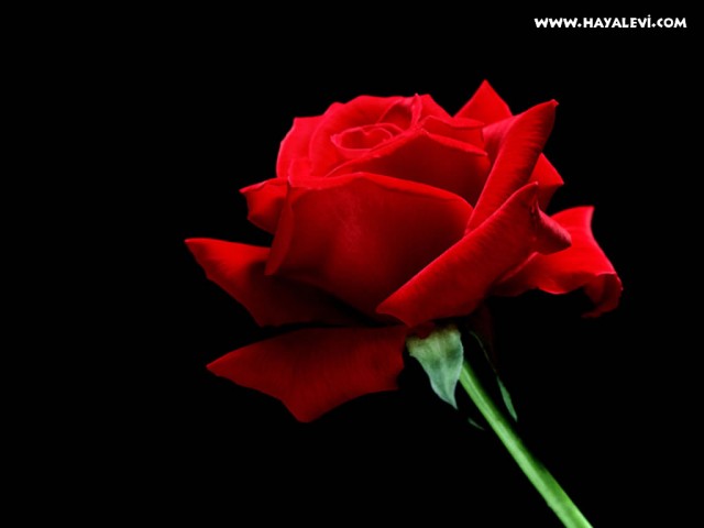 Asif Iqbal Fotoğrafı