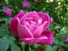 rosas01