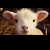 lamb
