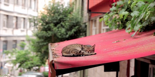 İstanbul’un kedileri hakkında bir belgesel: Nine Lives – Cats In İstanbul