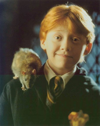 Ron Weasley Fotoğrafları 4