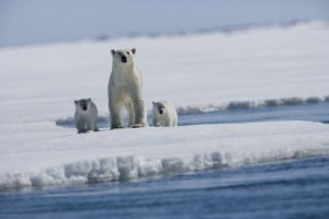 Arctic Tale Fotoğrafı