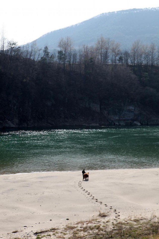 Rolling Home With A Bull Fotoğrafı