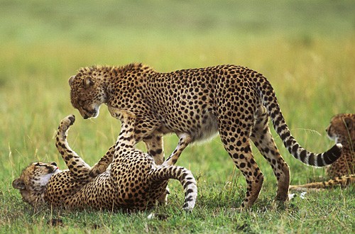 Big Cat Diary Fotoğrafı