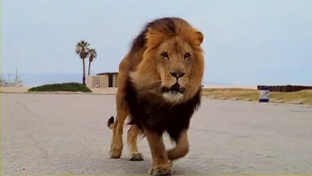 İnsandan Sonraki Yaşam Fotoğrafı