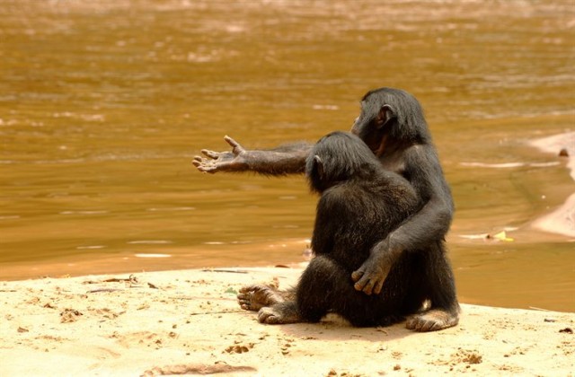 Bonobos Fotoğrafı