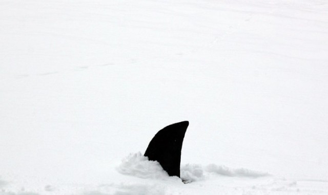 Snow Shark: Ancient Snow Beast fotoğrafı