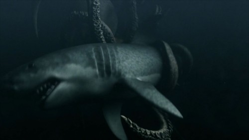 Dev Köpekbalığı Ahtapota Karşı Fotoğrafı