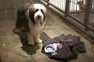 Bak Şu Köpeğe Fotoğrafı