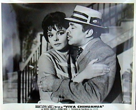 Viva Chihuahua Fotoğrafı