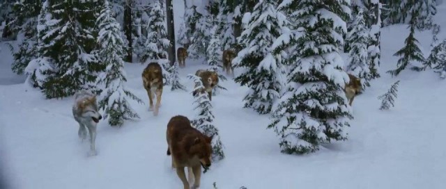 Alacakaranlık Efsanesi: Şafak Vakti Bölüm 2 Fotoğrafı