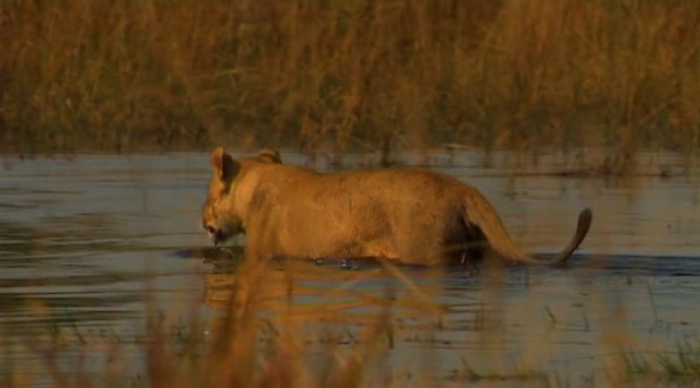 Aslanların Destanı Fotoğrafı