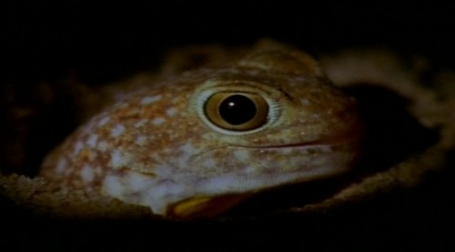 Çitalar: Kalahari'de Ölümüne Yarış fotoğrafı