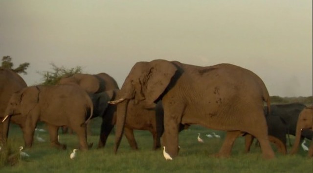 Vahşi Kedilerle Yaşam Fotoğrafı