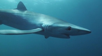 Kingdom of the Oceans Fotoğrafı