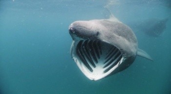 Kingdom of the Oceans Fotoğrafı