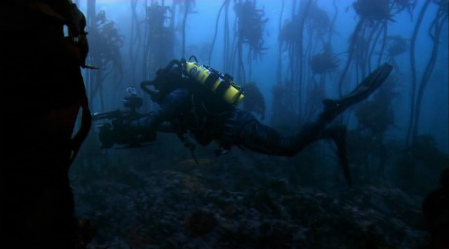 Yırtıcılarla Yüz Yüze: Köpekbalıklarının Av Zamanı Fotoğrafı