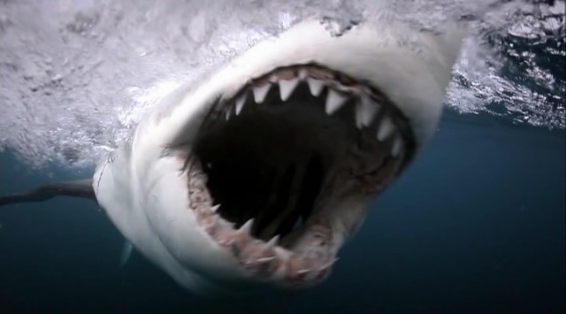 Yırtıcılarla Yüz Yüze: Köpekbalıklarının Av Zamanı Fotoğrafı