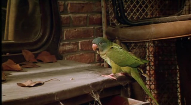 Geveze Papağan Paulie Fotoğrafı