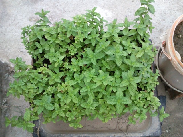 Şipşak Anadolu fotoğrafı