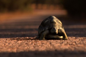 Bir Kaplumbağa ile Tavşan Hikayesi Fotoğrafı