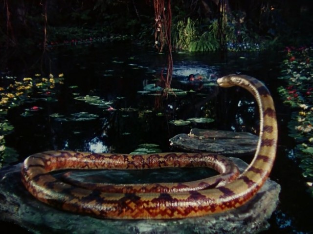 Ormanın Kitabı Fotoğrafı