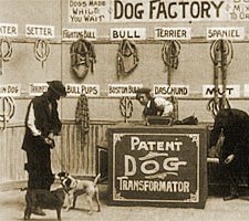 Dog Factory  (1904) afişi