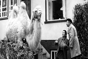 Büyük Hayvan Fotoğrafı