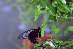 Kelebeğin Hikayesi 3d Fotoğrafı