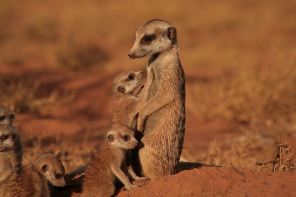 Mirket Ailesi Fotoğrafı