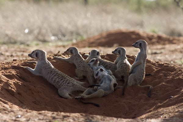 Mirket Ailesi Fotoğrafı