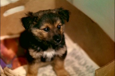 Devil Dog The Hound Of Hell fotoğrafı