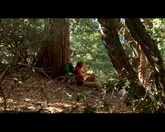 Haunted Forest Fotoğrafı