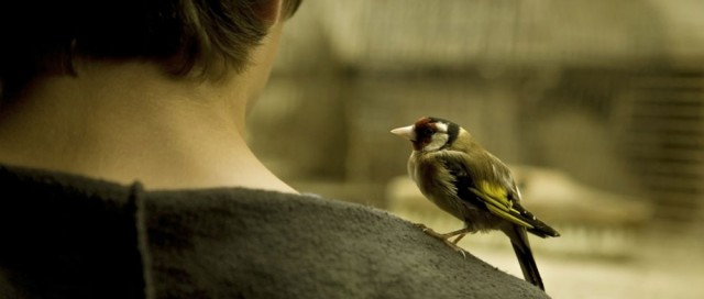 Petit indi Fotoğrafı