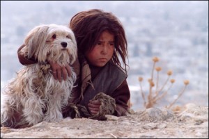 Şaşkın Köpekler Fotoğrafı