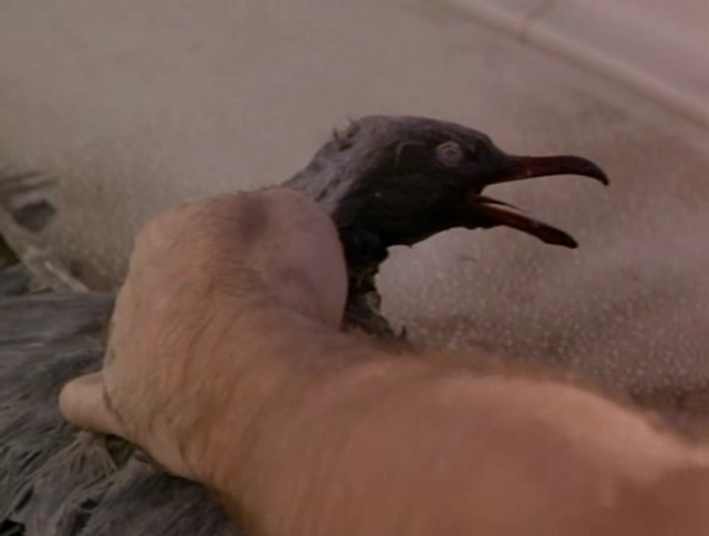 Kuşlar 2 fotoğrafı