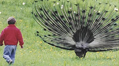 Wszystko Moze Sie Przytrafic (1995) afişi