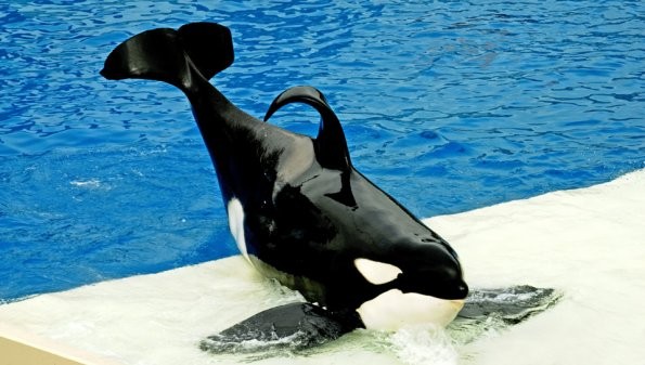 Özgür Willy Fotoğrafı