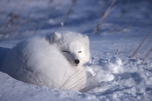 Beyaz Gezegen Fotoğrafı