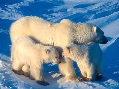 The Great Polar Bear Adventure fotoğrafı