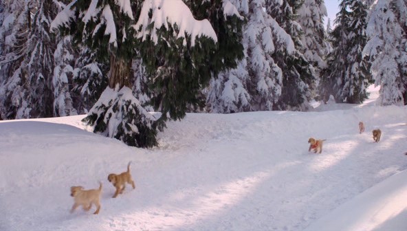 Kar Patileri Fotoğrafı