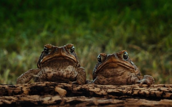 Cane Toads: The Conquest Fotoğrafı